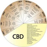 CBD HANFÖL, die Zusammensetzung