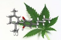 CBD - alles, was Sie wissen wollen