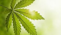 CBD verbessert den Ruf von Hanf