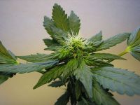 Extrakt aus Industriehanf mit höherem CBD-Anteil