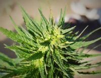 CBD Hanföl - Dosierung