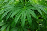 Das Potenzial von CBD Hanföl bei Behandlung von Arthritis und MS