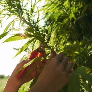 The Purest - The Greenest - THE BEST! >>> Visit our onlineshop launching within the next 2 weeks // Stay tuned!
Kunden aus Deutschland können die Ware am Standort Bochum & Leipzig abholen und vor Ort bezahlen - Wir freuen uns auf euch!
#cbd #cbdoil #cannabis #vape #purehemphony #naturesfinest